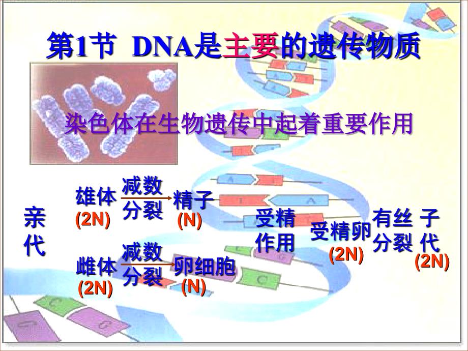 高中生物 3.1 DNA是主要的遗传物质课件 新人教版必修2.ppt_第1页