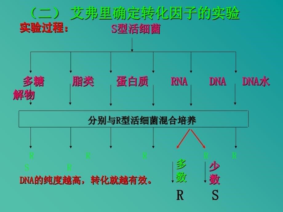 高中生物 3.1 DNA是主要的遗传物质课件 新人教版必修2.ppt_第5页