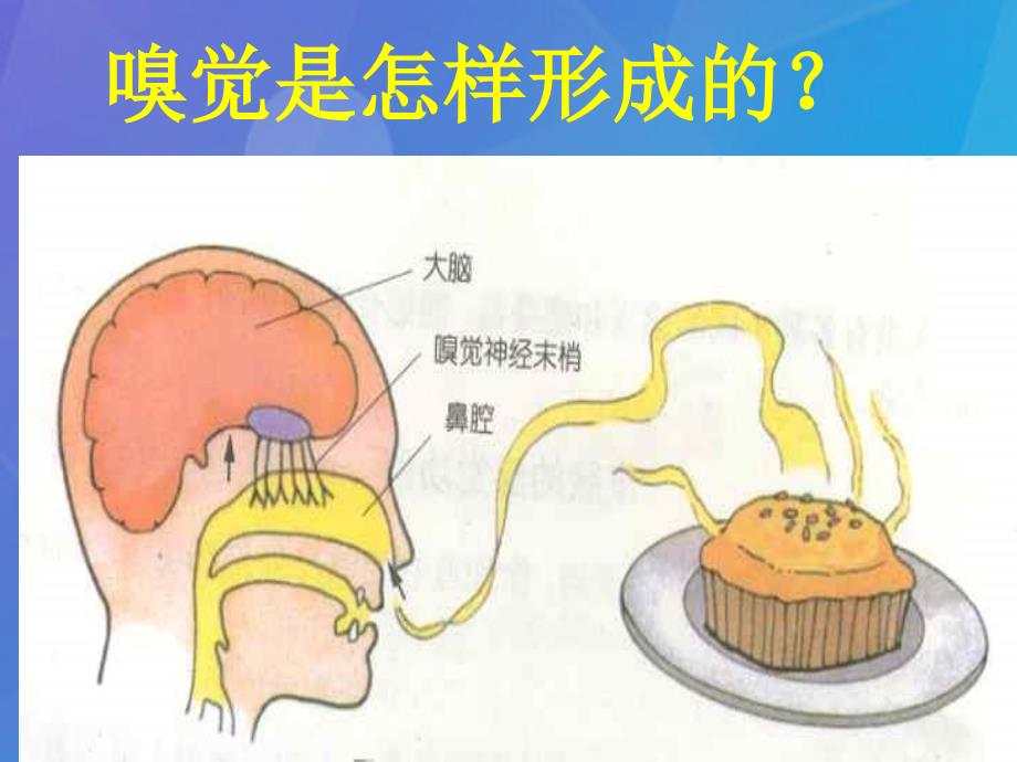 七年级科学下册 2.1《感觉世界》课件1 浙教_第3页