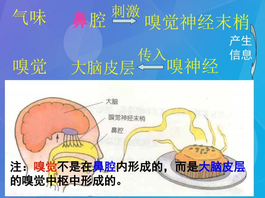 七年级科学下册 2.1《感觉世界》课件1 浙教_第4页