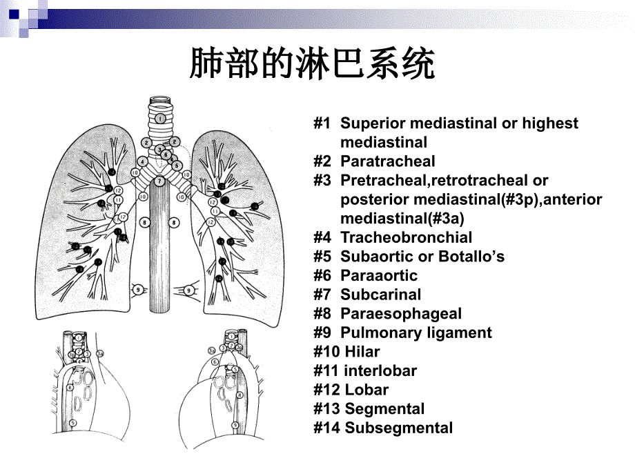 肺癌外科治疗中的系性纵隔淋巴结清扫文档资料_第4页