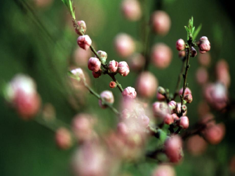 八年级科学上册 植物的有性生殖与发育课件 华东师大版_第4页