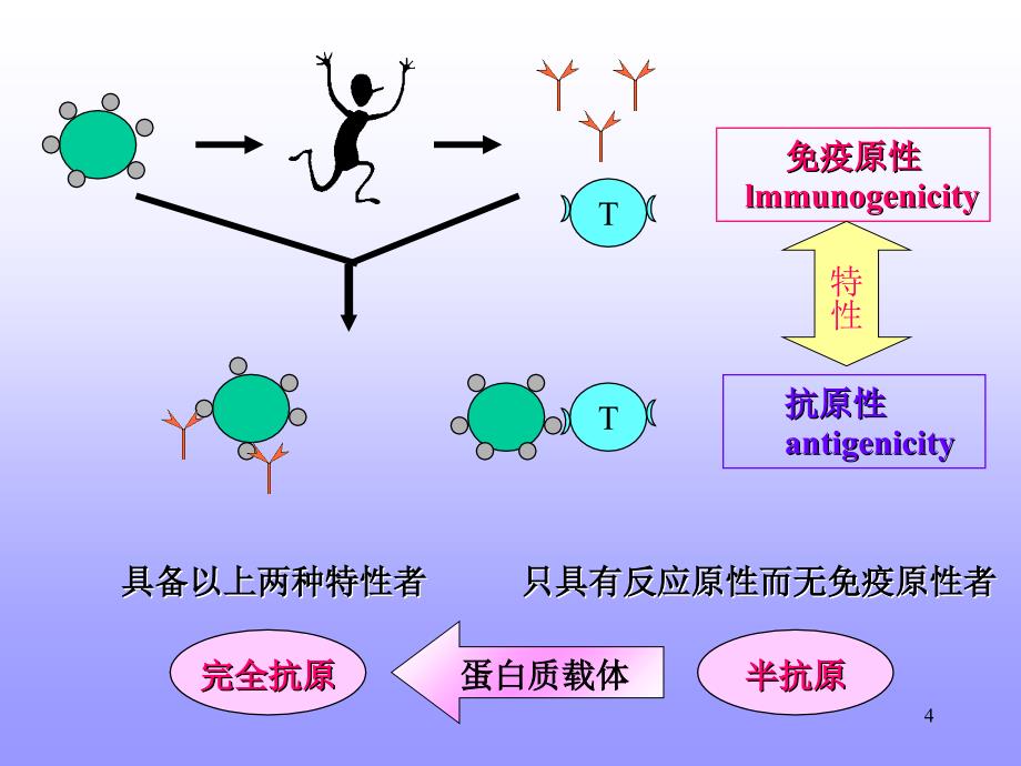 海南医学院微生物学与免疫学教研室制作_第4页