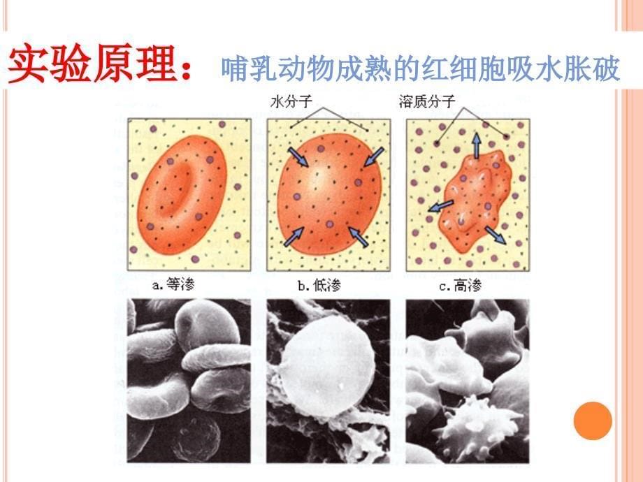 人教版高中生物必修一细胞膜系统的边界课件2_第5页