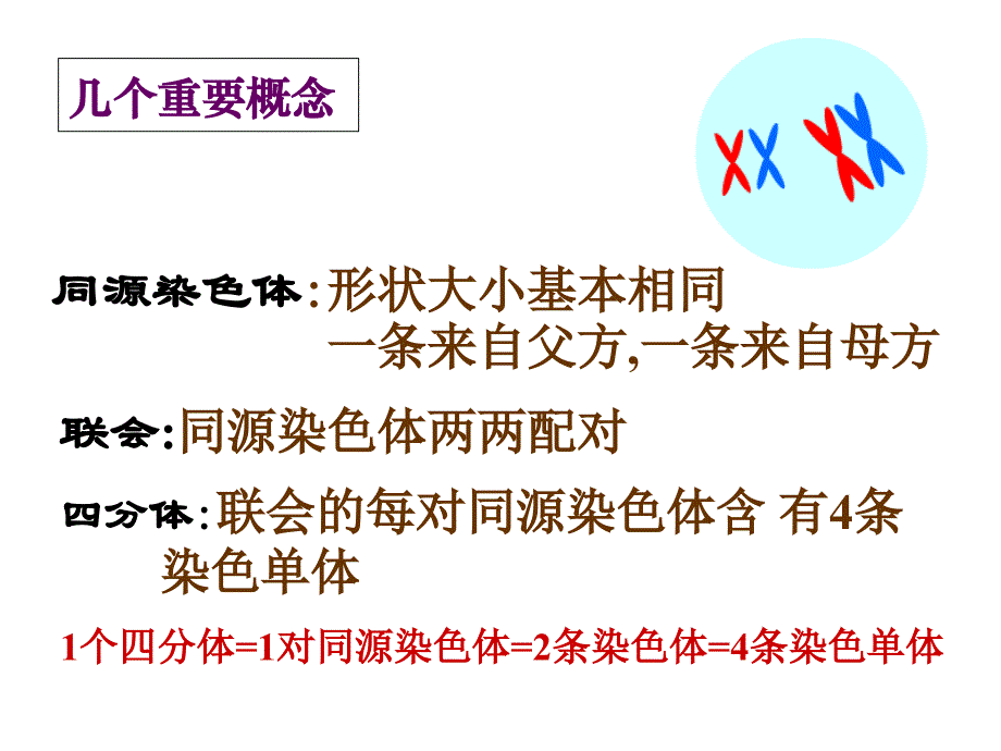 新人教版高中生物必修2《减数分裂和受精作用》精品课件_第4页