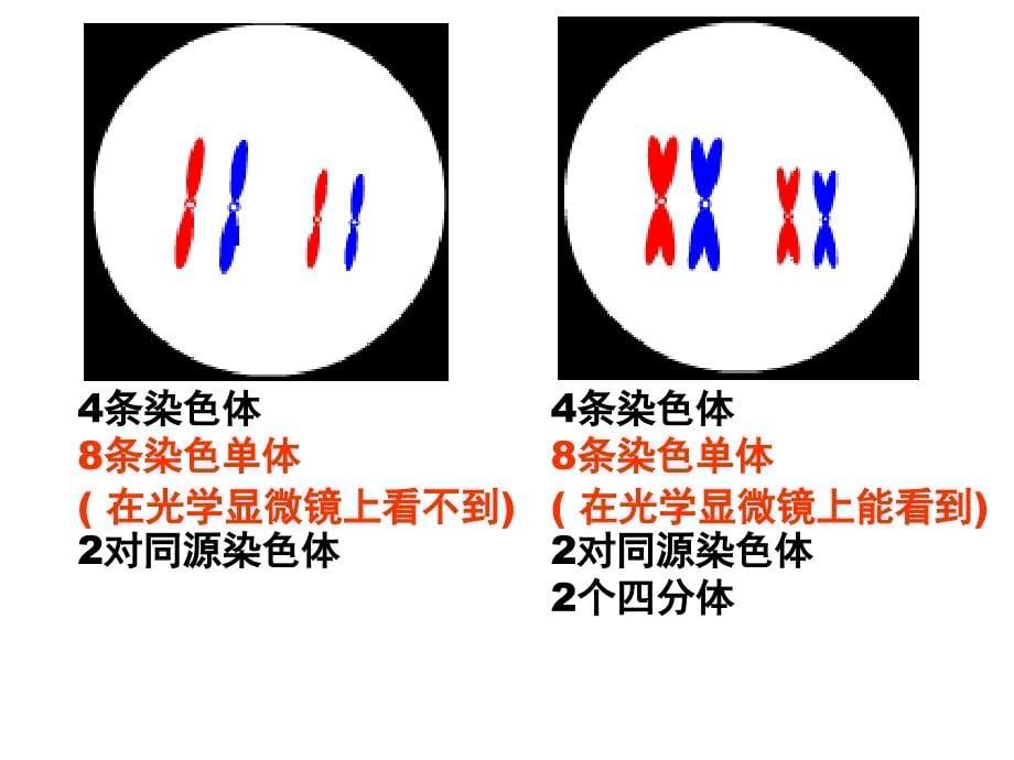 新人教版高中生物必修2《减数分裂和受精作用》精品课件_第5页