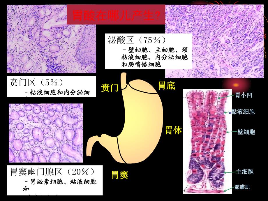 《消化性溃疡内科》PPT课件_第4页