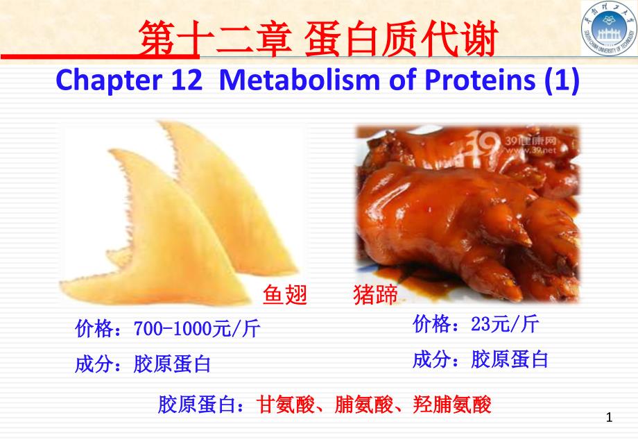 生物化学教学课件：Chapte 12 蛋白质代谢_第1页