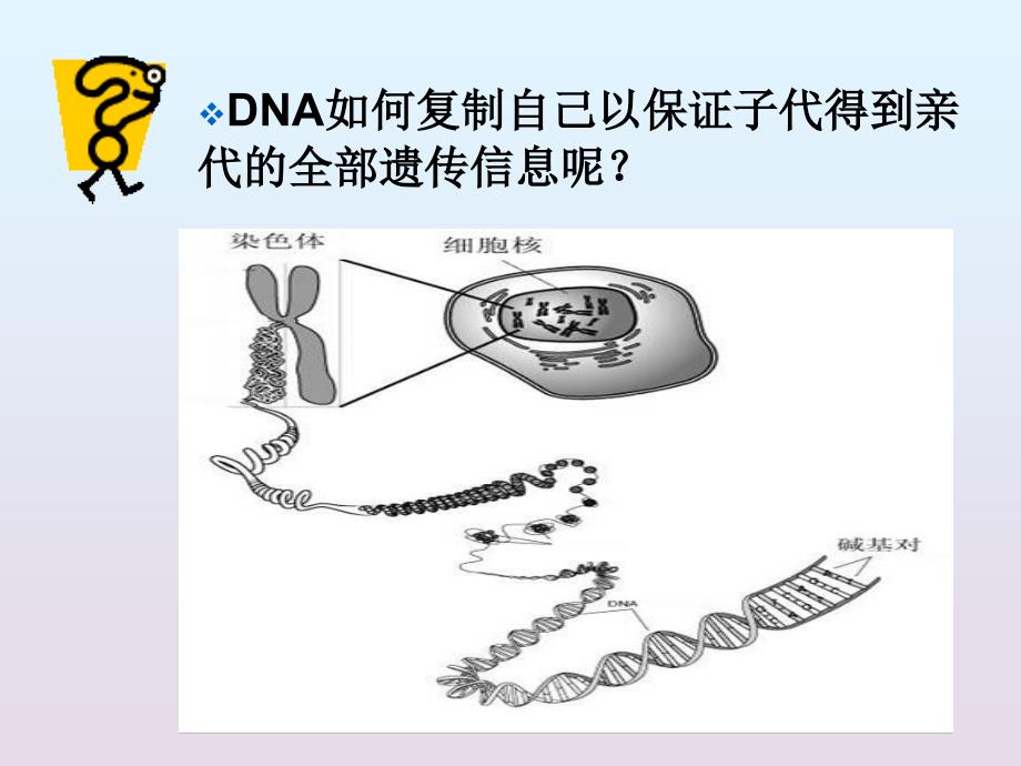 生物：33《dna的复制》xsx_第3页