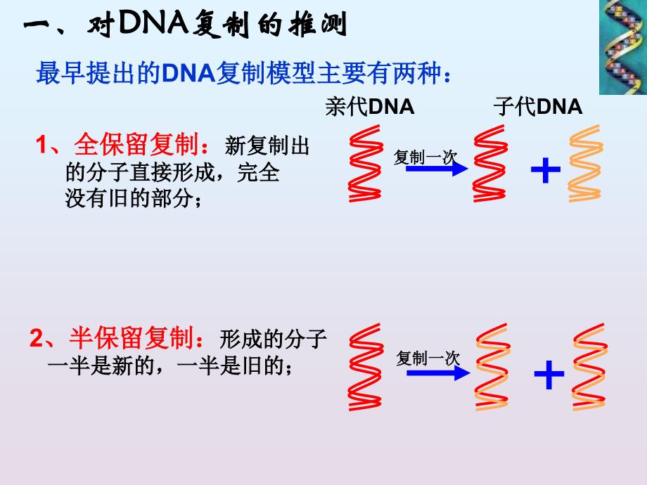 生物：33《dna的复制》xsx_第4页