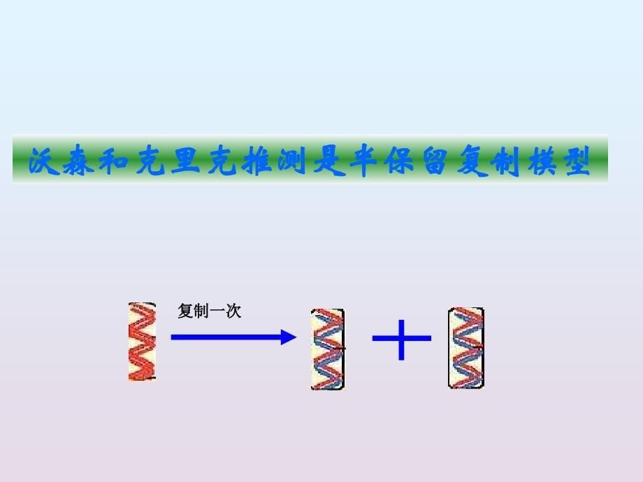 生物：33《dna的复制》xsx_第5页