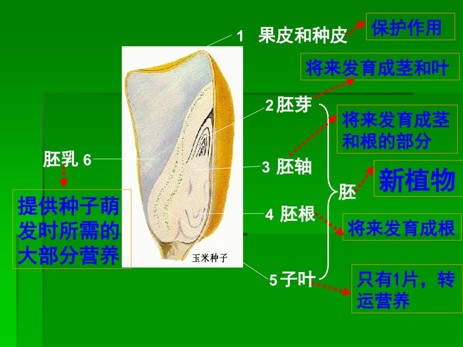 初中生物复习第四单元生物圈中的绿色植物_第4页