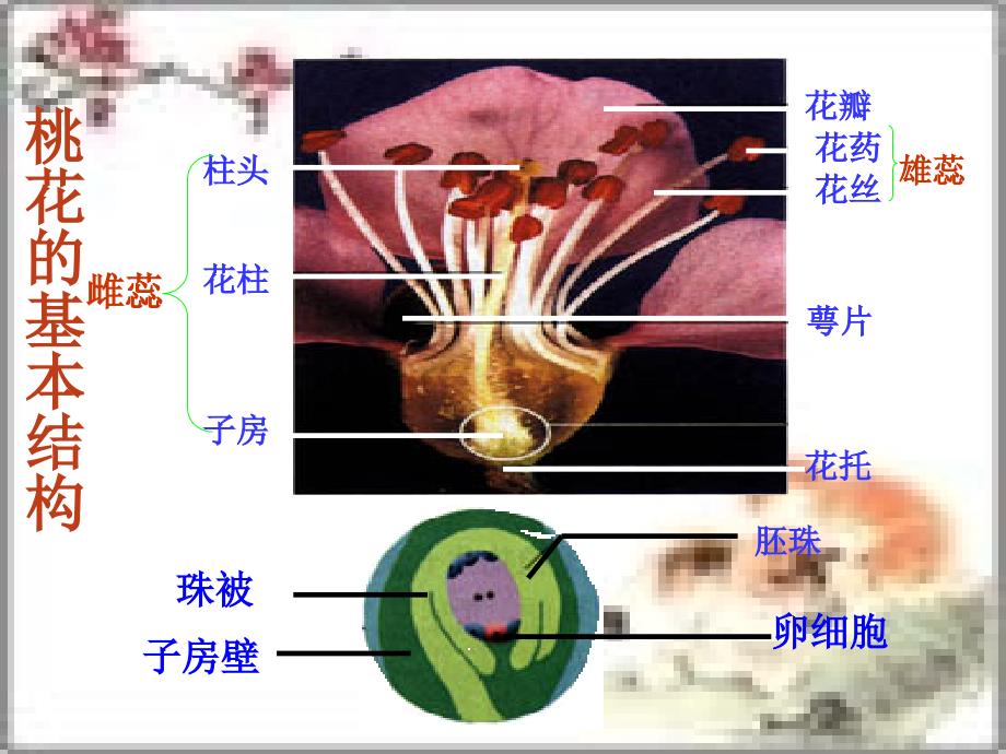 初中生物第四单元第一章绿色开花植物的一生复习课件济南版课件_第4页