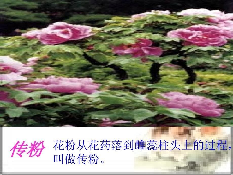 初中生物第四单元第一章绿色开花植物的一生复习课件济南版课件_第5页