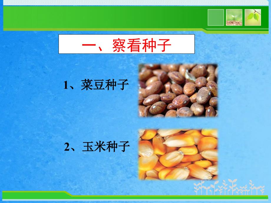 人教版生物七上3.1.2种子植物ppt课件_第3页