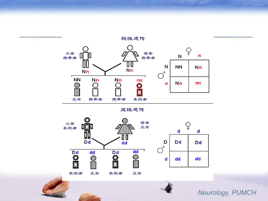 神经系统遗传性疾病_第4页