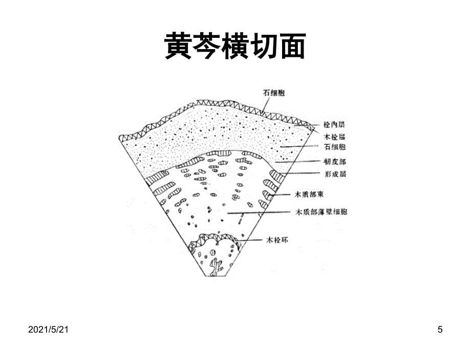 黄芩鉴别及含量测定_第5页