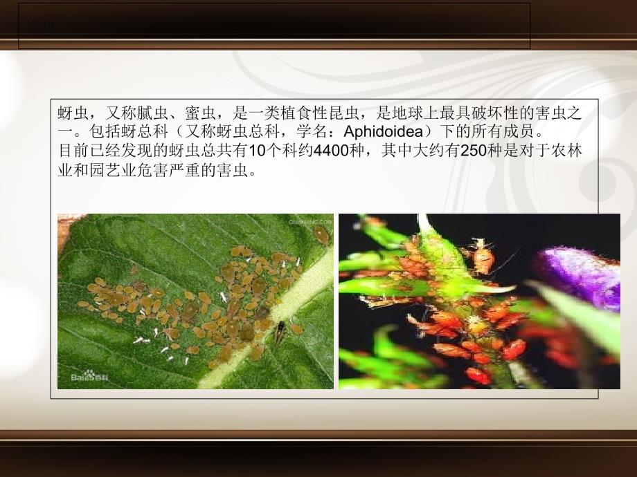 蚜虫及小麦蚜虫ppt课件_第2页