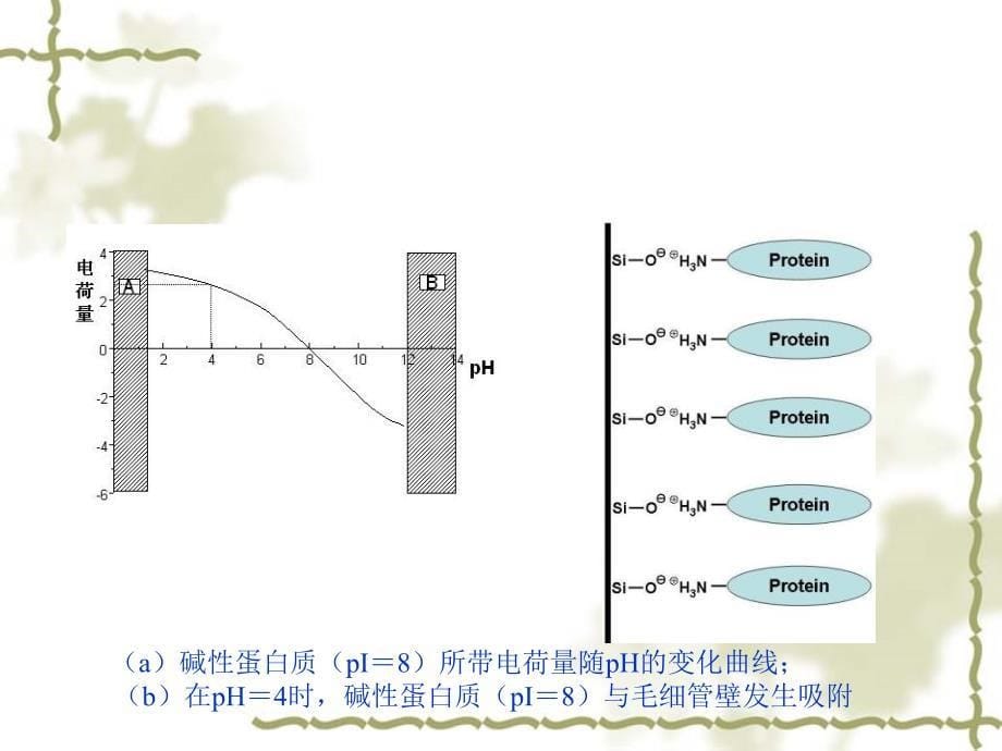 科大高分子课件四聚合物在生物高分子分离中的应用1_第5页