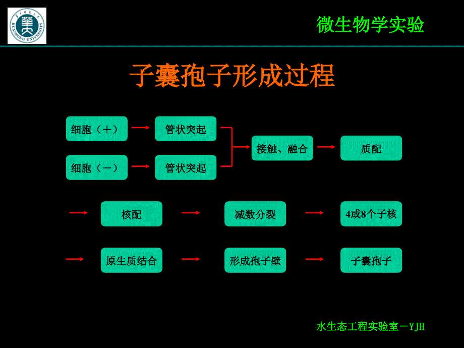 实验十二酵母菌子囊孢子观察_第4页