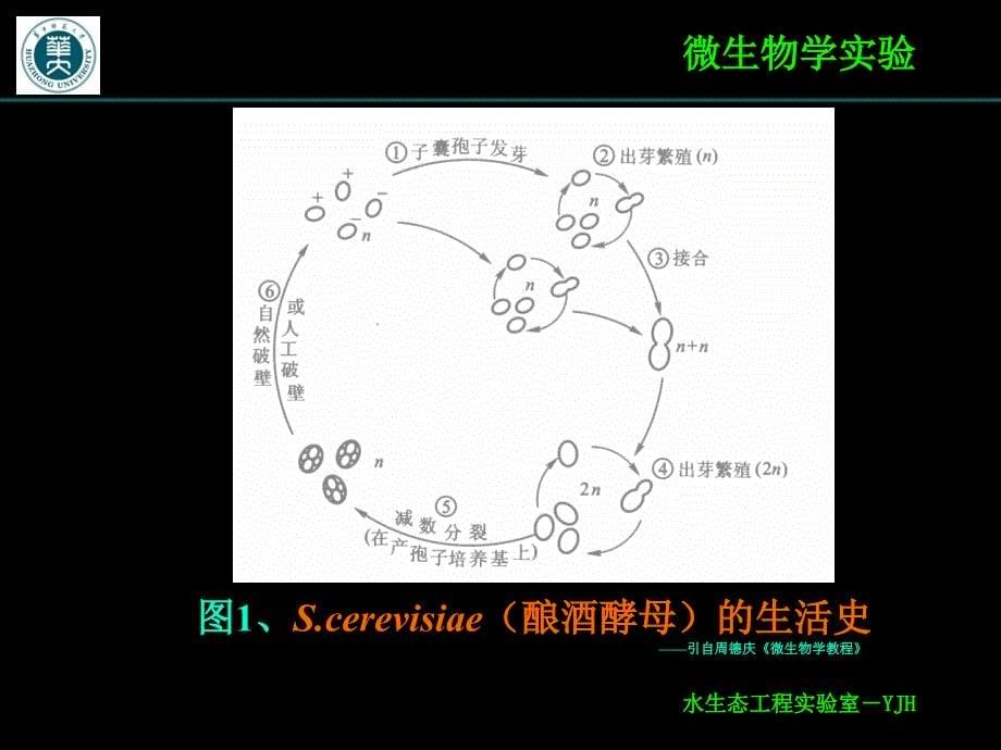 实验十二酵母菌子囊孢子观察_第5页