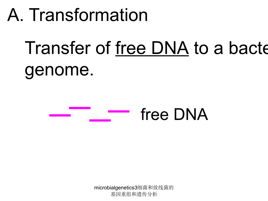 microbialgenetics3细菌和放线菌的基因重组和遗传分析课件_第4页