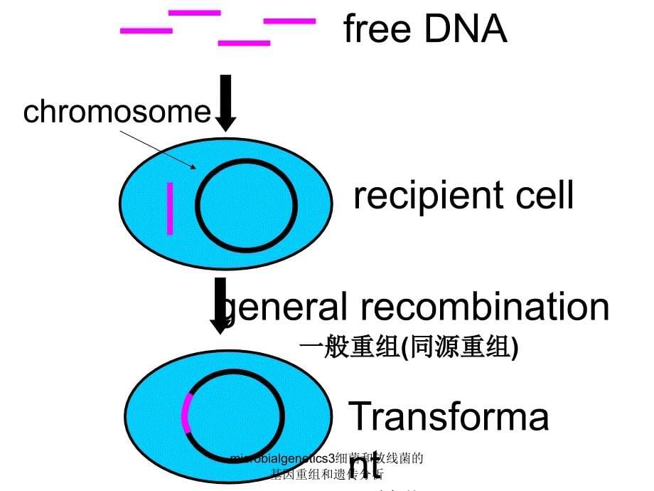 microbialgenetics3细菌和放线菌的基因重组和遗传分析课件_第5页