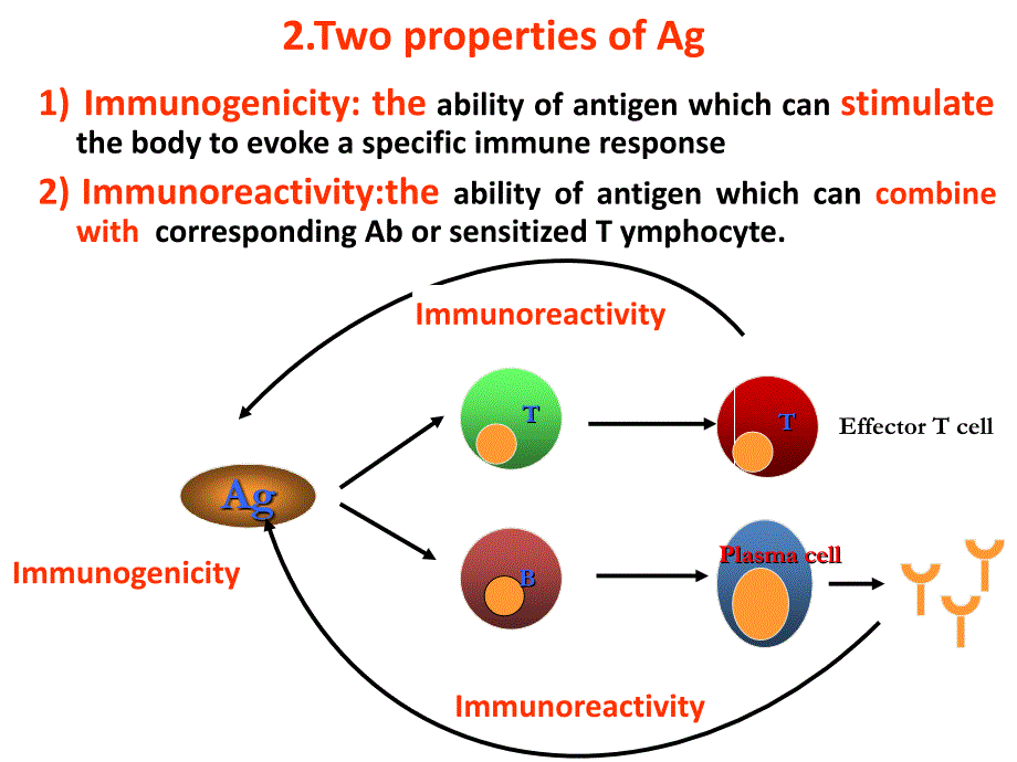 医学免疫学英文版教学课件：Chapter 4 Antigen_第3页