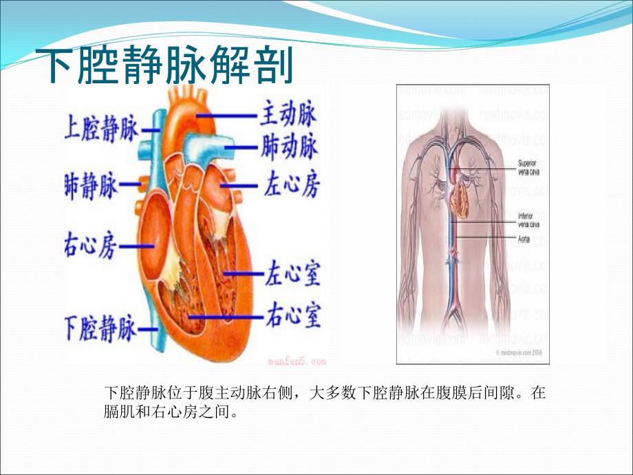 床旁即时超声之下腔静脉IVC_第3页