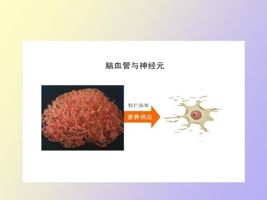 脑蛋白水解物_第5页