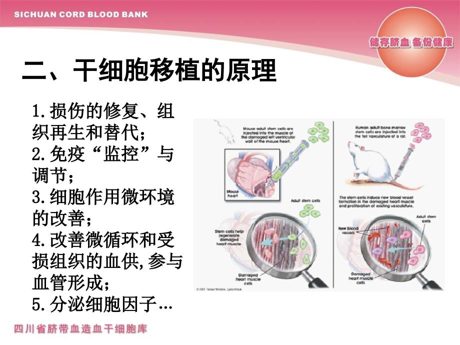 脐带血干细胞的临床应用.ppt_第3页