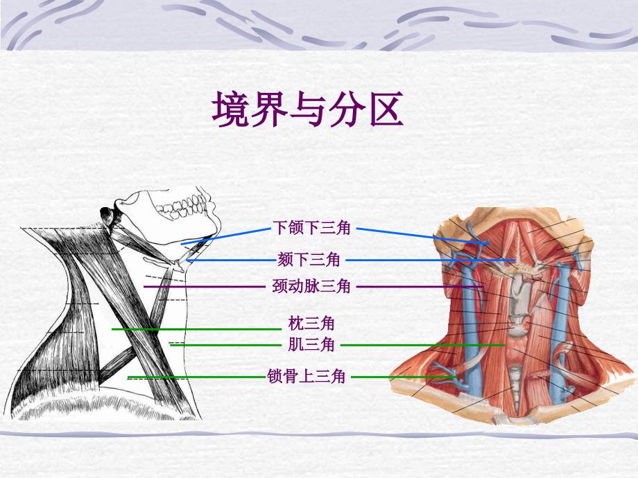 局部解剖学(颈部)_第3页