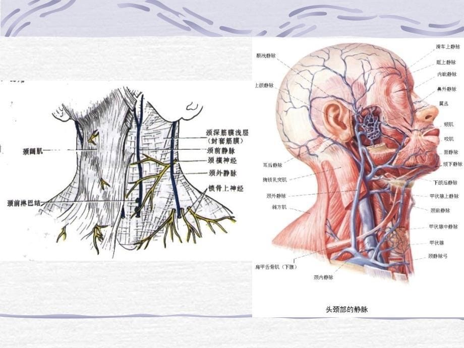局部解剖学(颈部)_第5页