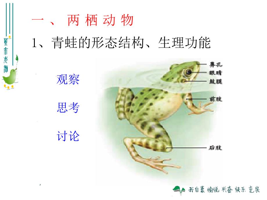 515两栖动物和爬行动物 (2)_第3页