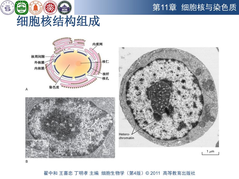 《细胞核与染色质》PPT课件.ppt_第3页