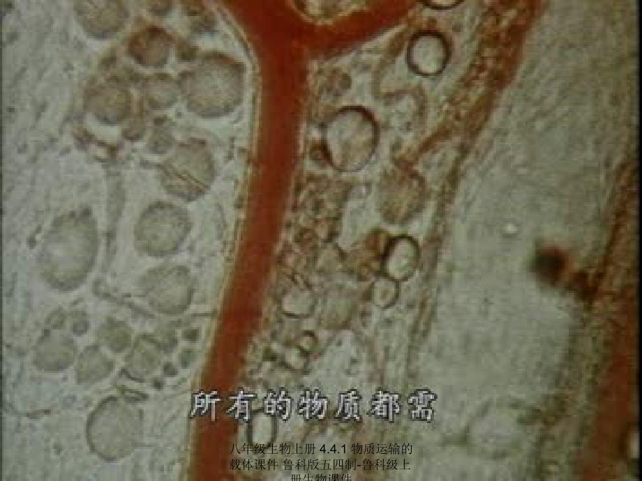 最新八年级生物上册4.4.1物质运输的载体_第2页