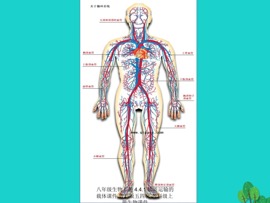 最新八年级生物上册4.4.1物质运输的载体_第3页