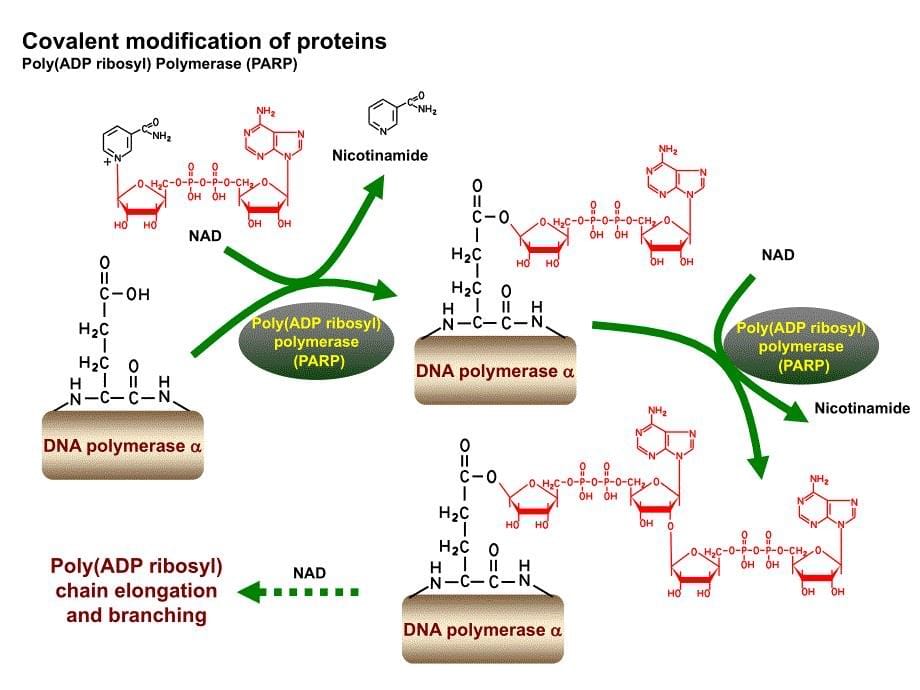 生物化学与分子生物学PPT图片素材ScienceSlide2_第5页