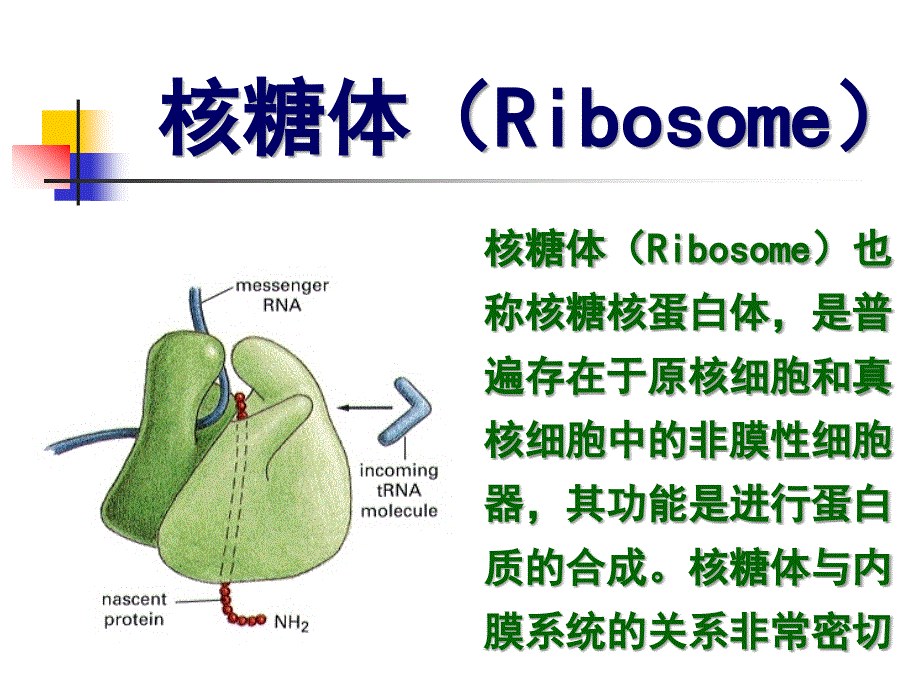 细胞生物学：5-1核糖体_第2页