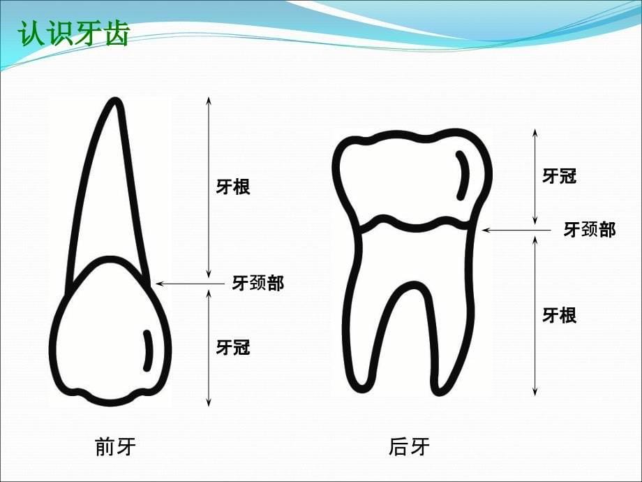 口腔预防保健及基本了解_第5页