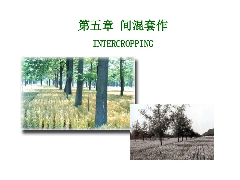 五章节间混套作INTERCOPPING_第1页