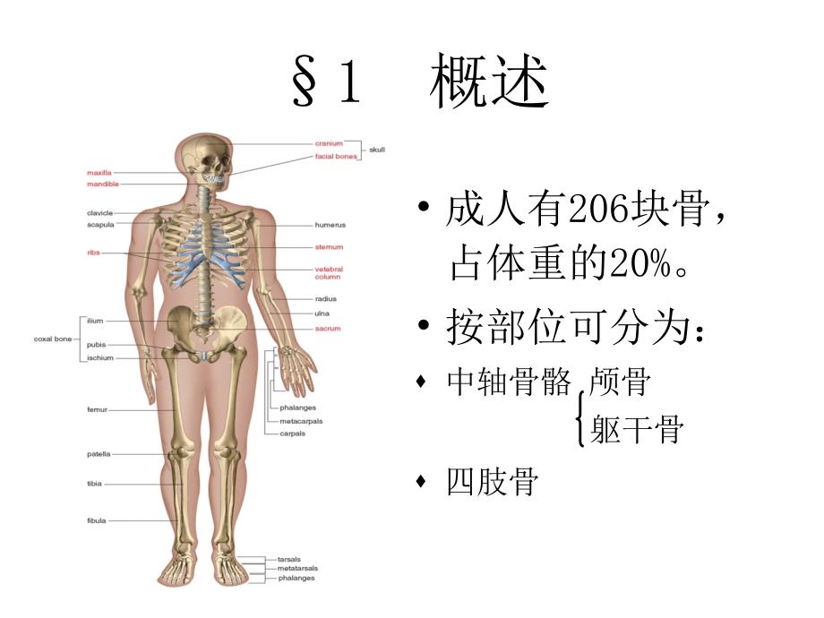 人体解剖生理学5.第五章骨骼系统_第4页