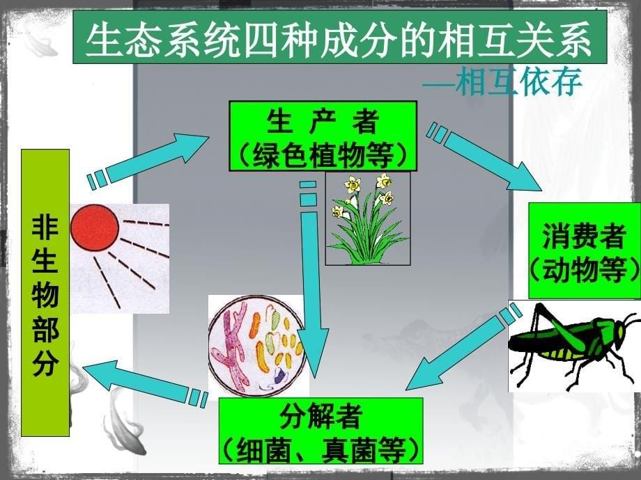 人教版七年级上生物与环境组成生态系统课件_第5页