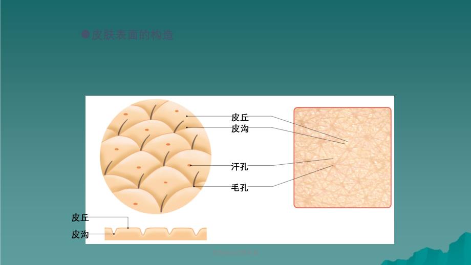 皮肤的知识精华版课件_第3页