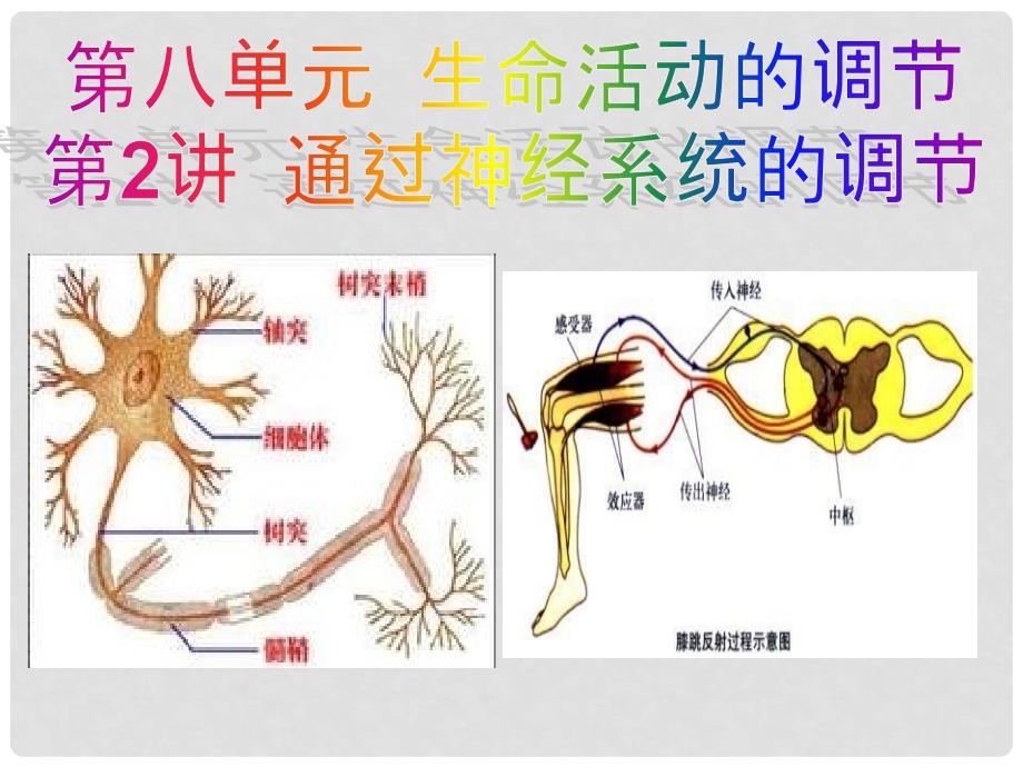 高考生物一轮复习 第八单元 第2讲 通过神经系统的调节课件_第1页
