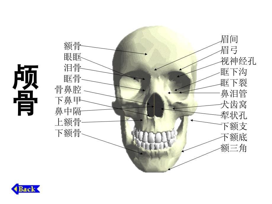 人体骨骼构成图解PPT课件_第5页