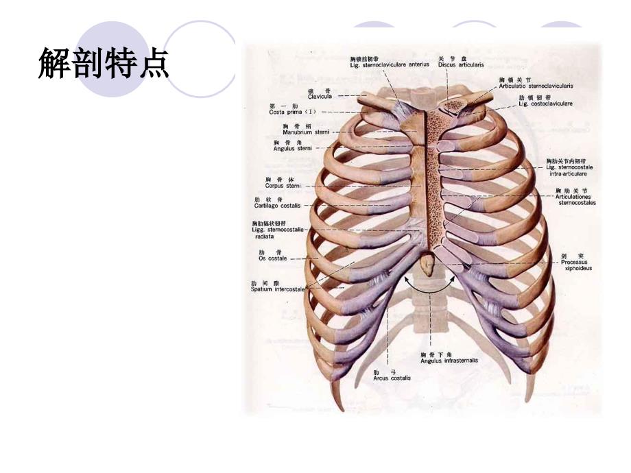 肋骨骨折_第3页