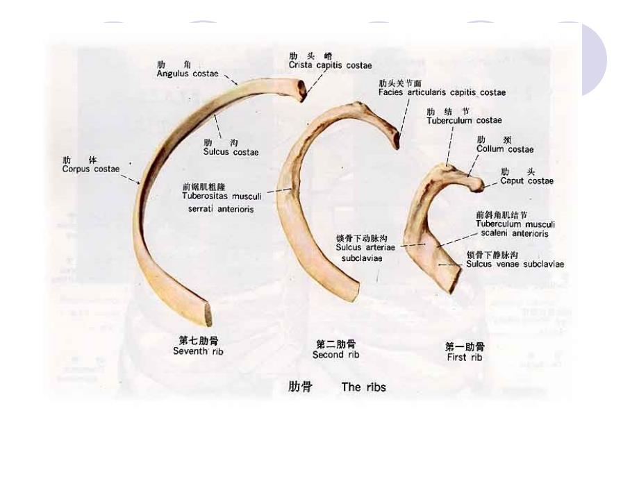 肋骨骨折_第4页