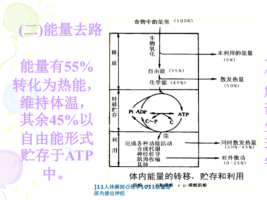 11人体解剖心理学1011能量泌尿内渗出神经课件_第1页