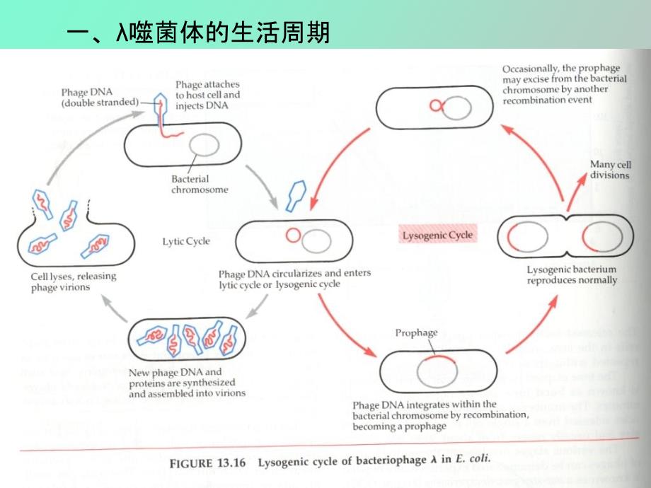 研究生课程病毒_第2页